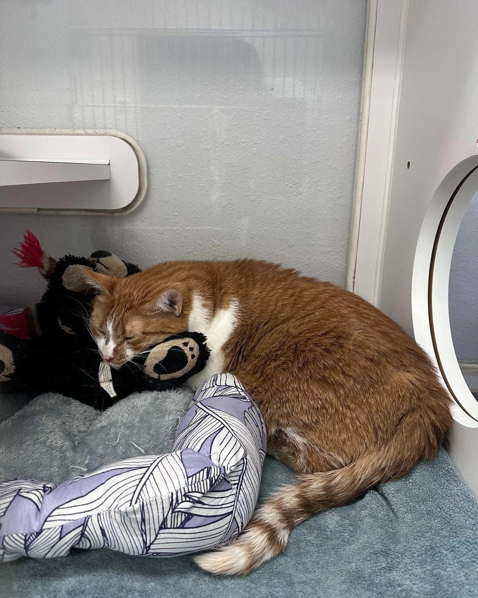 Are we obsessed with Zoey and his bear? Yes. Yes we are. 

And we have a feeling you will be too.

Zoey was surrendered to our partner with a simple note: "Don't take away Zoey's Bear." Sure enough, when the two were briefly separated (it n