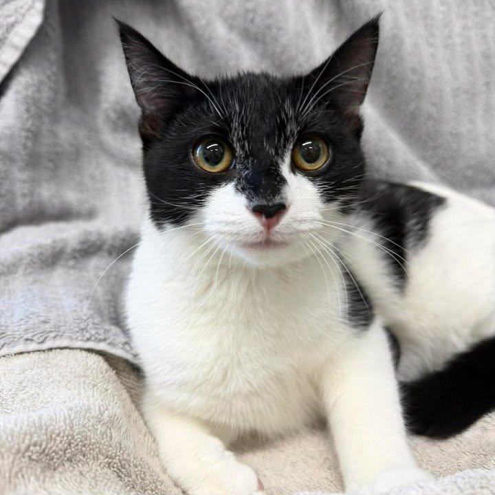 Happy Caturday! 🐾

Looking for plans? Stop by during our Open Hours today from 9AM to 1PM and spend some time with the adorable cats at our center, including sweet Oreo! 🖤🤍

Whether you&rsquo;re seriously searching for your next family member or j
