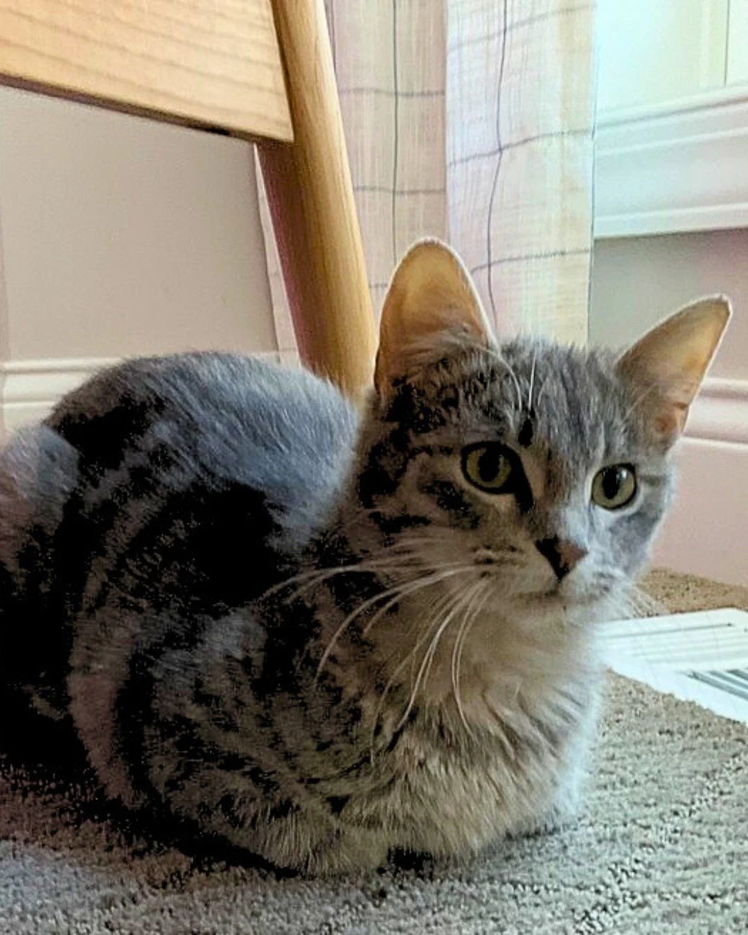 At just one year old and barely 6 pounds, Meredith is a tiny cat with a huge heart. She&rsquo;s incredibly cuddly, always looking for attention, and truly lights up every room she&rsquo;s in. 

Meredith does wonderfully with new people, other cats, a