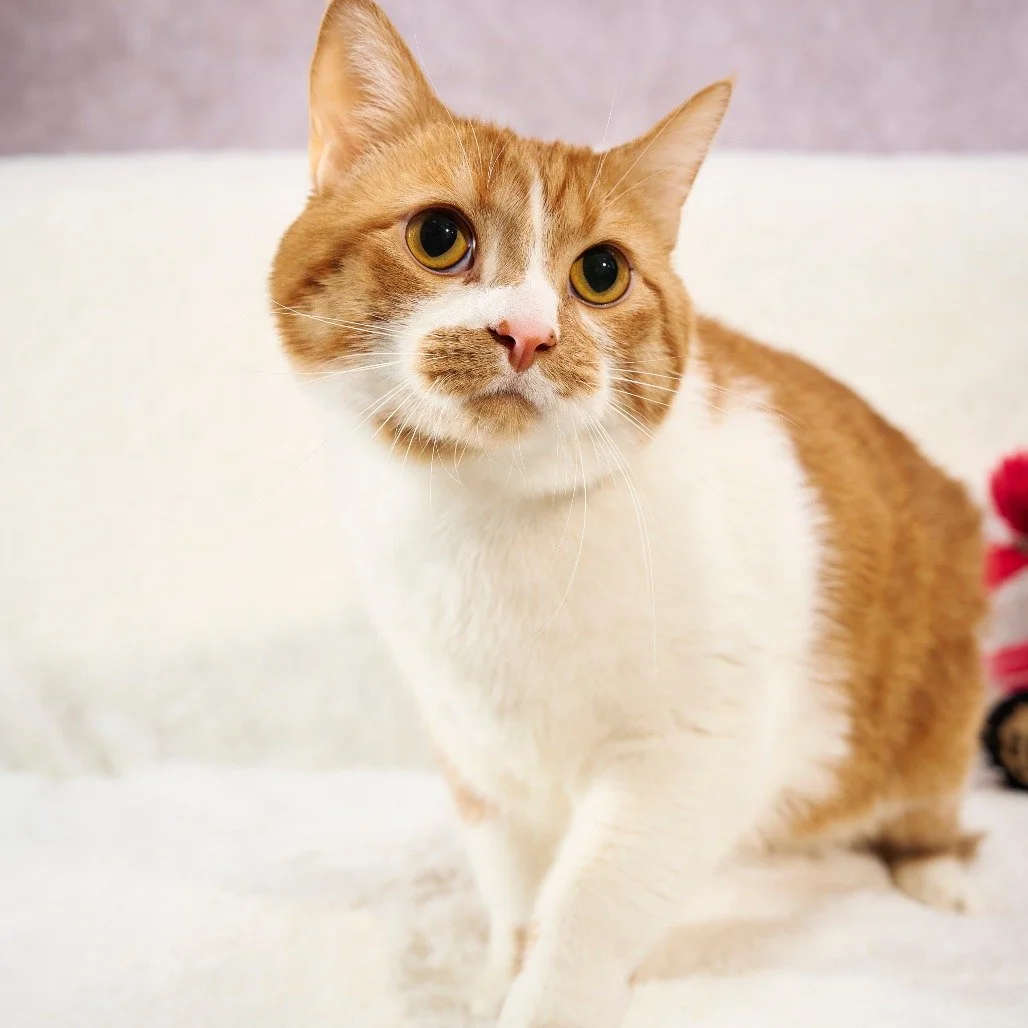 Got weekend plans? You do now!

Join us this Saturday, March 7, from 11 am to 1 pm for a Cat Adoption Event featuring these friends and more! They&rsquo;ll be hanging out, meeting visitors, and hopefully finding the people they&rsquo;ve been waiting 