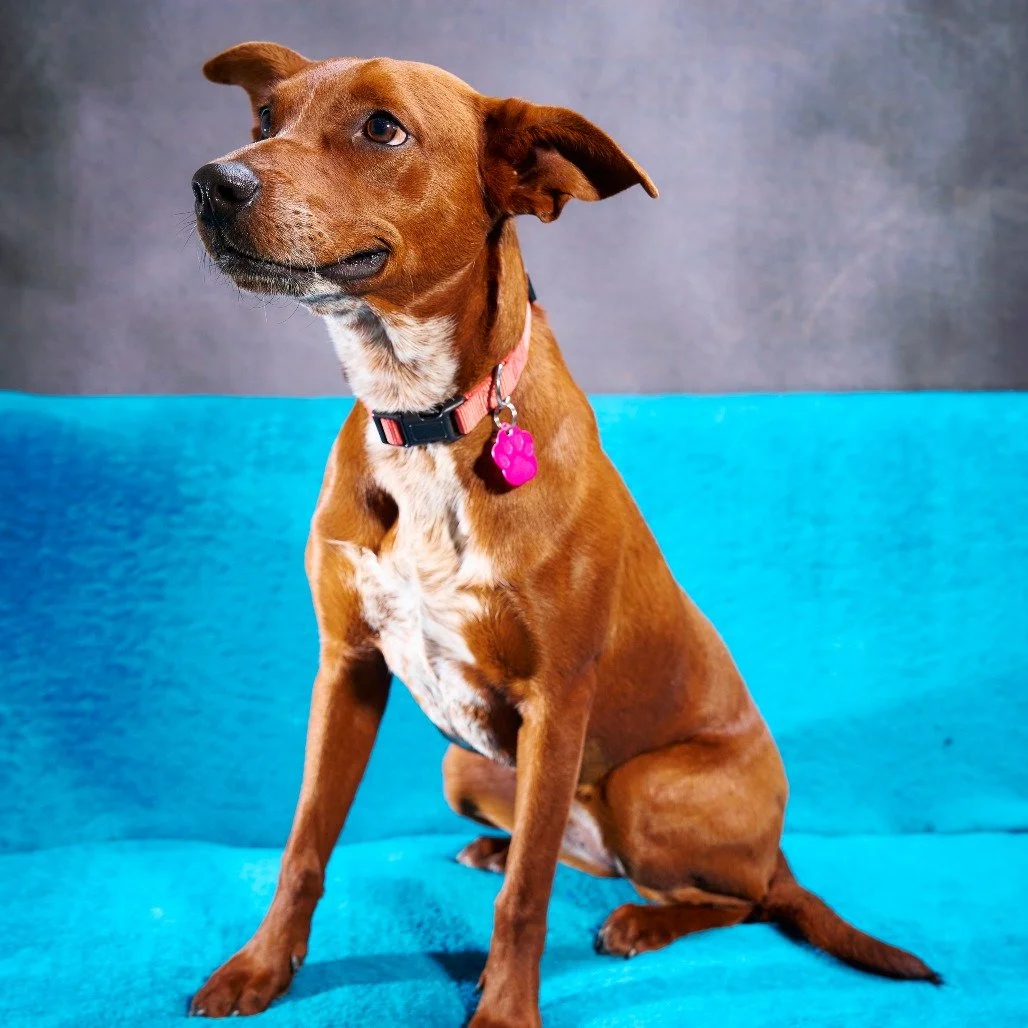 First things first: we need to talk about the ears. Jasmine&rsquo;s ears are not just big&hellip; they&rsquo;re HUGE. Satellite dish huge. &ldquo;Probably picking up radio stations&rdquo; huge. If you&rsquo;ve ever wanted a dog who looks like she cou