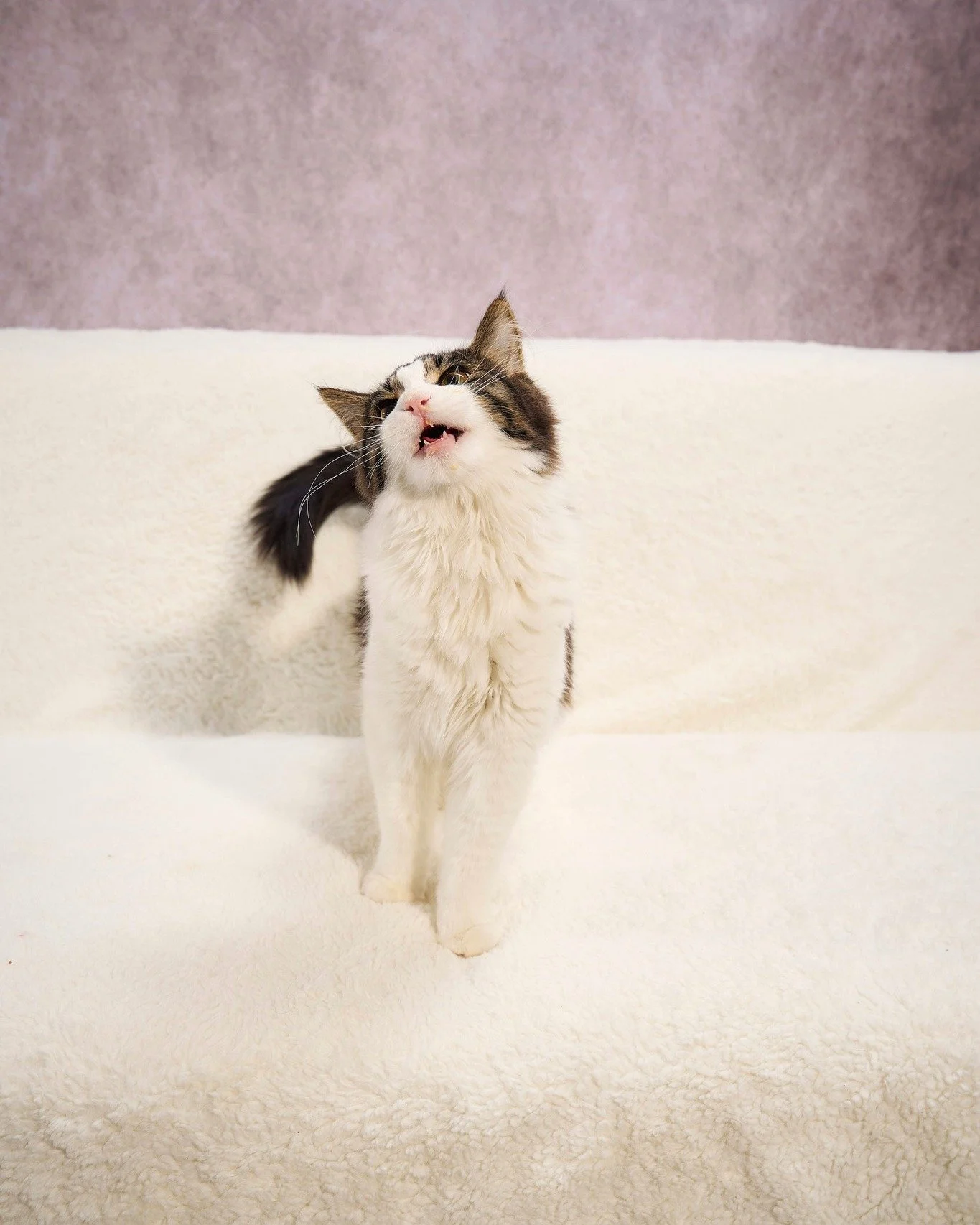 The cats are screaming it far and wide: Today&rsquo;s the day! 🐾💙

Our Cat Adoption Event is happening today from 11 am to 1 pm, and the cats are ready to meet you. If you&rsquo;ve been thinking about adopting, this is a great chance to stop by, sp