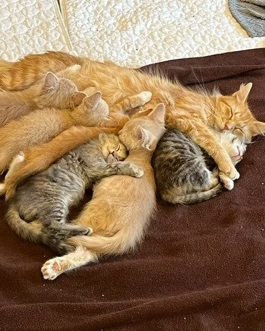 Kitten season has arrived. 🐾

As the weather gets warmer, more kittens begin showing up in shelters and rescues &mdash; some in tiny litters, some with their devoted mama cats. To save them, we rely on foster homes where they can grow, play, and thr