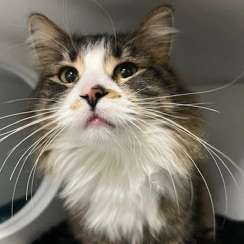 🎉 Happy 3rd Birthday, Moxie! 🎉

Moxie celebrated her big day with us a couple of days ago, but what she&rsquo;d really love is her birthday wish: a home of her own. 💙

This gentle, tender-hearted girl may be a little shy at first, but give her a l