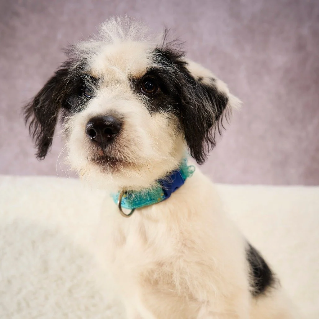 Holy cuteness! 😍

Three-month-old Shane is here to brighten your day! And honestly, those scraggly little puppy hairs should come with a warning for extreme adorableness.

This handsome little guy is full of playful energy, loves chasing toys, and i