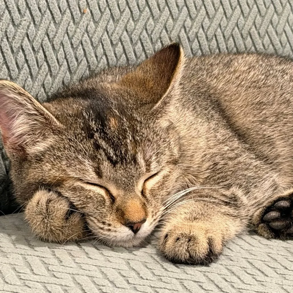 Hamster, but make it cat. 🐹➡️🐱

This adorable one-year-old girl, Hamster (affectionately called Ham), has two main hobbies:
1️⃣ Getting chin scratches
2️⃣ Making sure you don&rsquo;t forget to give her chin scratches

She&rsquo;ll weave around your
