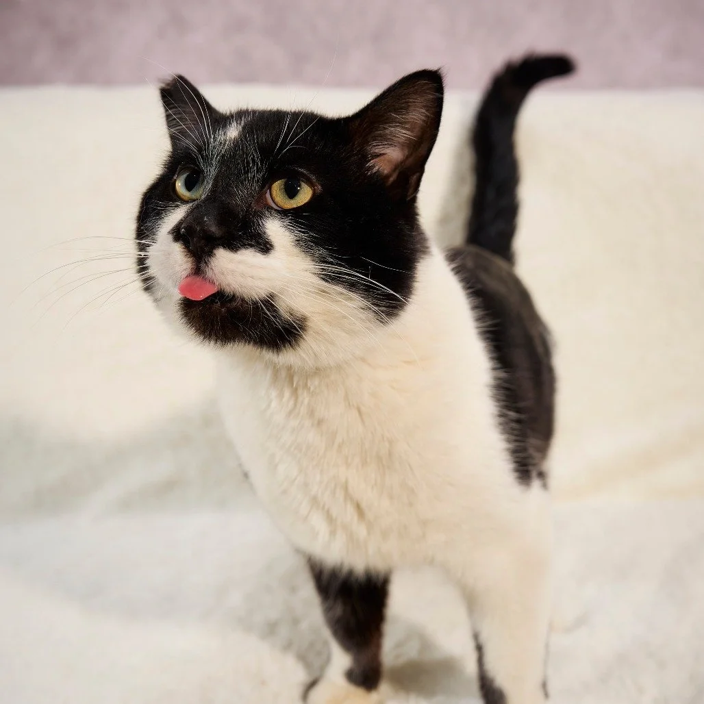 Just a quick heads up that we are closed during our normal Saturday open hours today while our team focuses on welcoming a large intake of pups to CSHS.

Thank you for your understanding as we work to get these new arrivals settled and cared for. 

Y