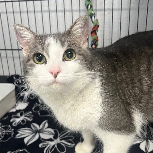 At 3 years old, this resilient girl has been through a lot&mdash;but you&rsquo;d never know it. After recently having her tail amputated, T&rsquo;ana hasn&rsquo;t missed a beat. She&rsquo;s still as loving, affectionate, and food-motivated as ever!

