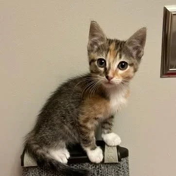 Some new itty-bitty whiskered faces just hit the adoptable cats page! They may be small, but the cuteness level is HUMONGOUS. 

Meet each of these cuties at carvescotths.org/cats.