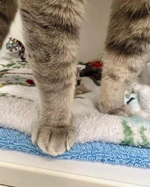 We&rsquo;re here to celebrate Friday with some exclusive paw-tent 👀🐾
Happy Foot Pic Friday!

You definitely didn&rsquo;t ask for it&hellip; but Nolan and Oshae are delivering anyway. Don&rsquo;t worry&mdash;these foot pics are 100% wholesome, featu