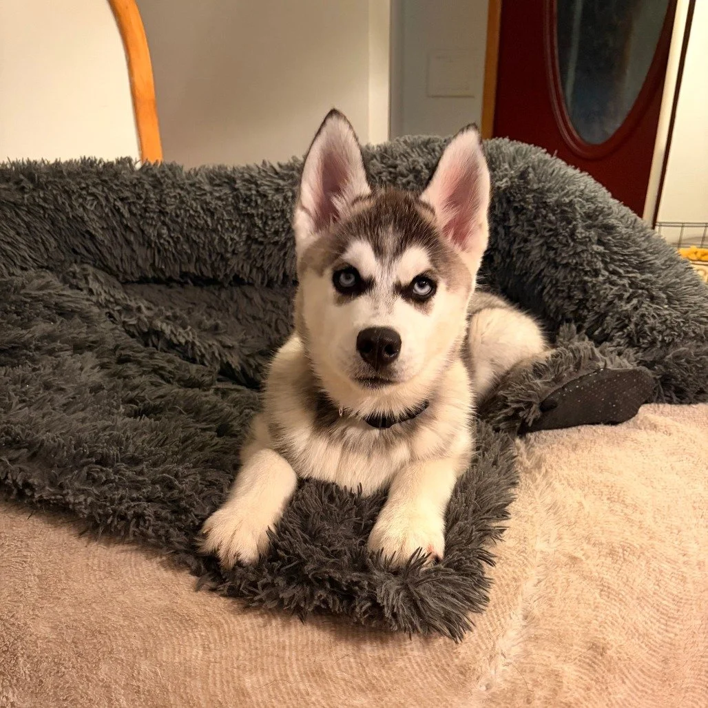Double the fluff, double the fun 🐾🐾

Meet Brand and Mikey, two 3-month-old Husky pups ready to find their forever homes (separately, of course!).

🐶 Brand is your spunky, blue-eyed sidekick who thrives with furry friends by his side. He&rsquo;s al