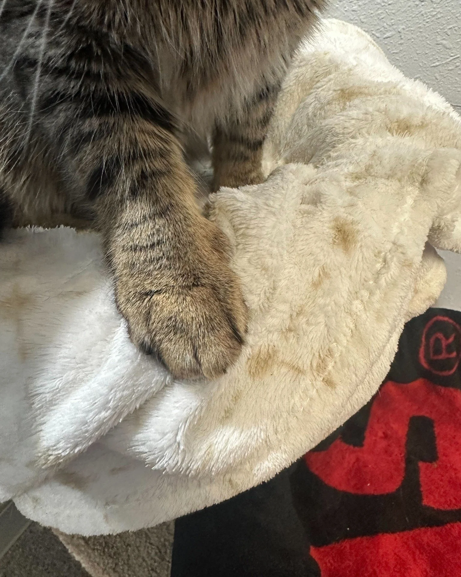 We&rsquo;re back with another drop of exclusive paw-tent 👀🐾
Happy Foot Pic Friday!

This week&rsquo;s featured models: O&rsquo;Tabby McTavish and Purrlock O&rsquo;Holmes.
Purrlock, in particular, was very eager to participate&hellip; submitting mul