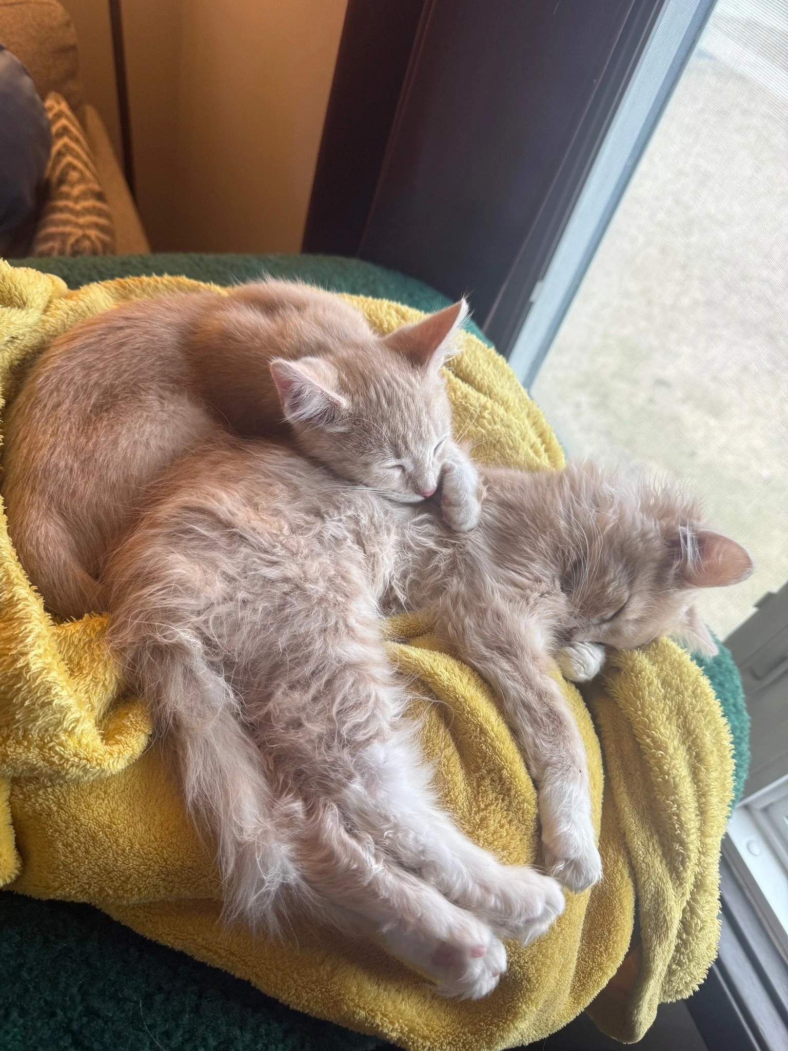 &ldquo;The best kittens ever!"

We received the sweetest update about Pasqual (now Thomas) and Picasso (now Karl):

"They sleep hard and play even harder. They are snuggly and affectionate to every member of the household."

Also, the 