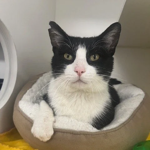 This fresh one-year-old may start off a little shy, but give him time and you&rsquo;ll see his true rhythm. Once he feels safe, Snoop Daugg is all about the soft life&mdash;quiet affection, gentle companionship, and being your low-key best friend.

H