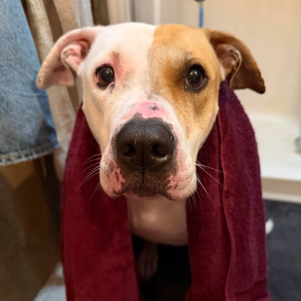 If you&rsquo;ve been following along, you already know Sasha. She&rsquo;s been with us since the start of 2025, and while she&rsquo;s been so loved every step of the way, what she really wants is a place to call her own. 🏠

Sasha put in the work fir