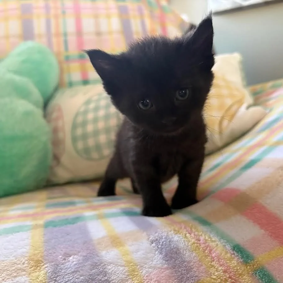 Kitten therapy > everything else. 🐾💙

Looking for a fun way to spend your Sunday (or keep the kiddos entertained)? We&rsquo;ve got you covered&hellip;

Join us for Kitten Kuddles on April 12 and get your own private 15 minutes in a room FULL of 