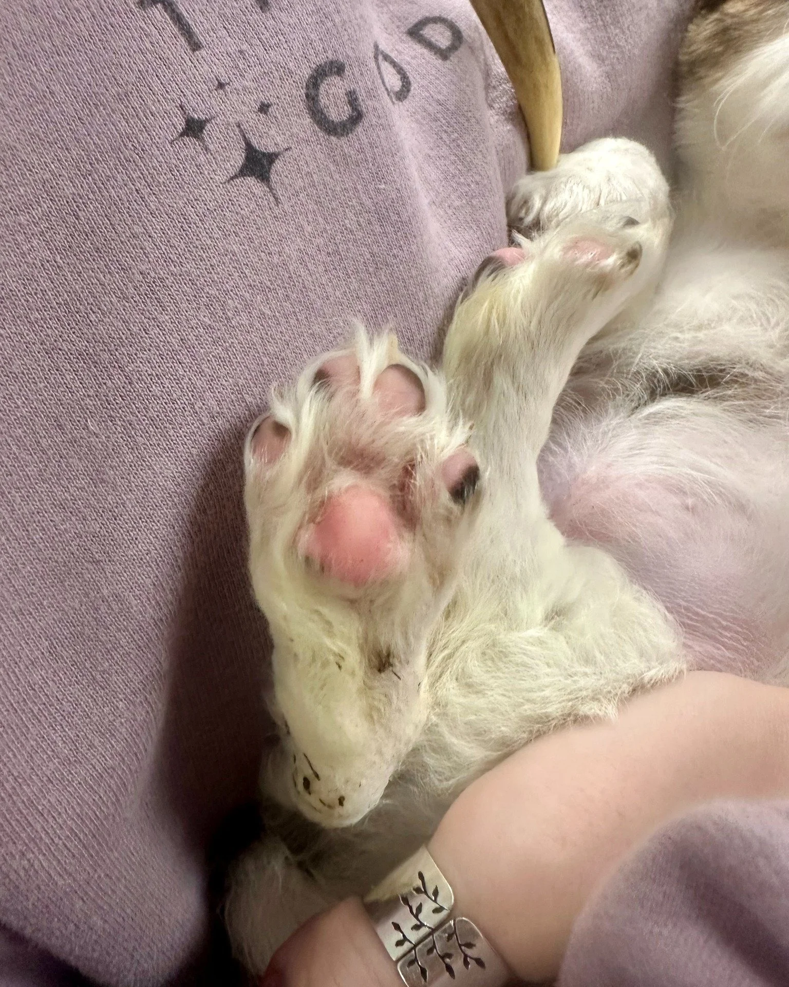 We&rsquo;re back with your weekly dose of exclusive paw-tent 👀
Happy Foot Pic Friday!

This week&rsquo;s featured toe beans belong to Alma and Brunswick&mdash;two of the pups you may recognize from our recent reel. They were fighting off a viral inf