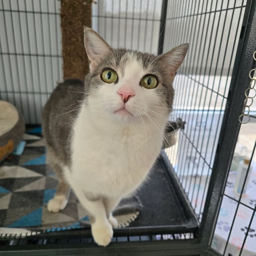 T&rsquo;ana here 👀
She&rsquo;s wondering&hellip; are you stopping by today to meet her and her friends?

More importantly&mdash;can they count on you for some pets and love today? 🐾💙

Join us from 9 AM to 1 PM to meet the cats currently residing a