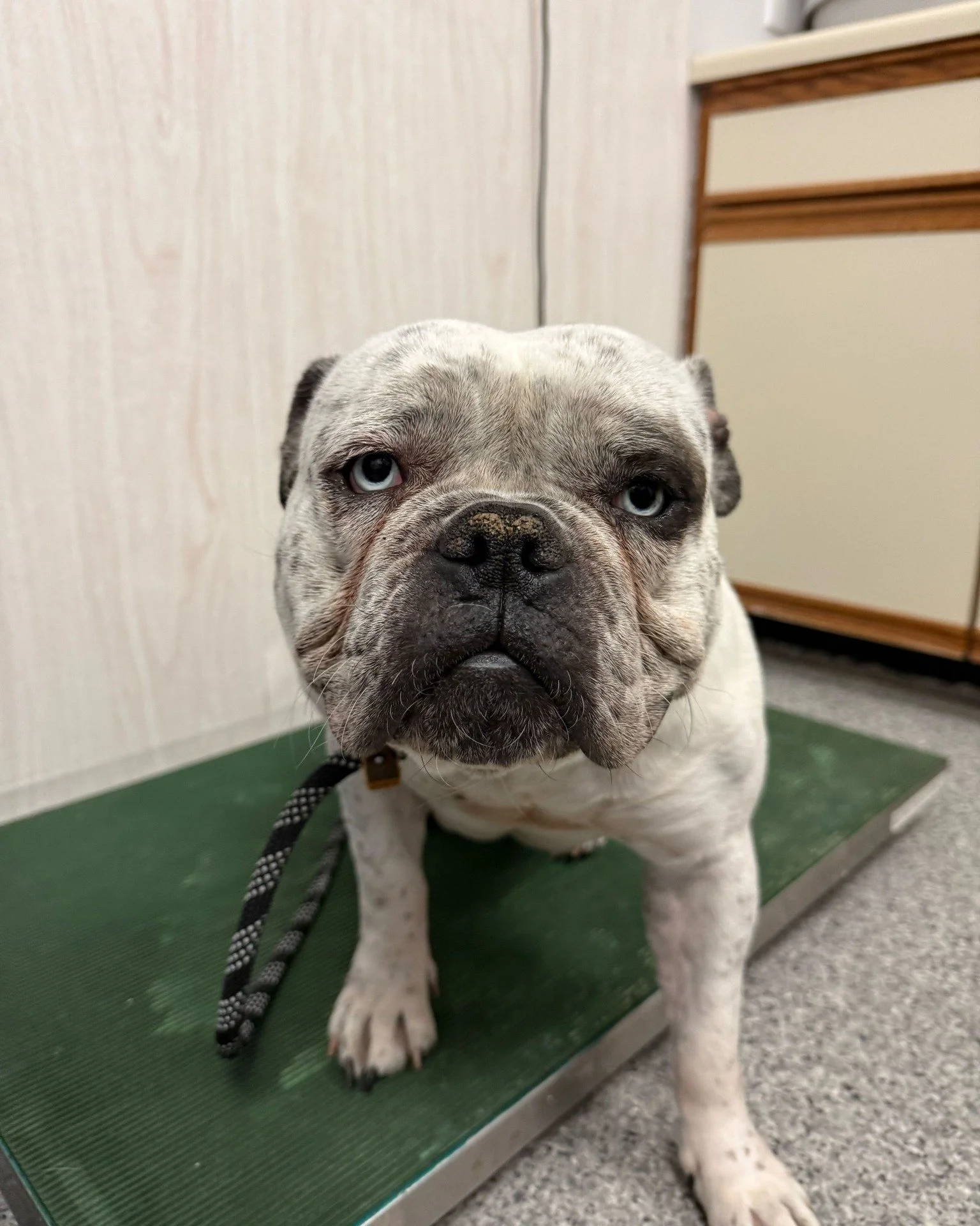 Today, we welcomed this two-year-old bulldog mix from our partners at Minneapolis Animal Care and Control (MACC). We gave her a new start with the name Bertha. ✨

She might look unimpressed through her intake and fit-check&hellip; but behind those he