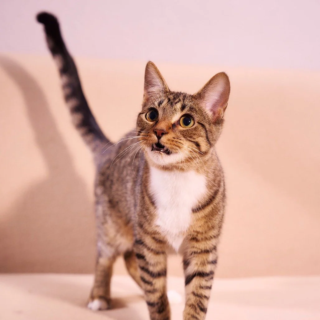 🔍 Purrlock Holmes takes his role as household detective very seriously. Suspicious crinkly toys? Investigated. Unidentified noises? Tracked. Your daily routine? Closely monitored.

Despite his impressive investigative skills, he&rsquo;s not all busi