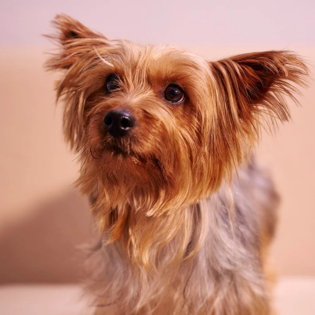 Durango, better known as Rango, is a 4-year-old with a big heart and a personality that keeps things interesting. 😅

Rango approaches life the same way he approaches new friends&hellip; with enthusiasm and zero hesitation. People? Best friends. Othe