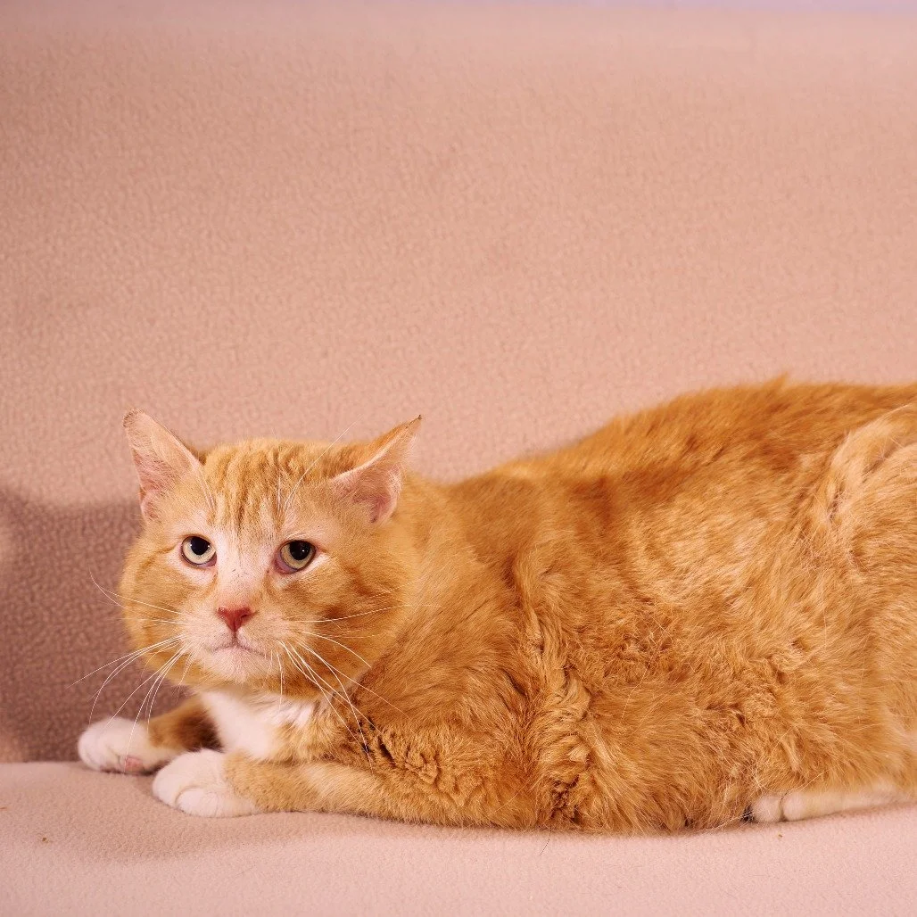 Tomorrow's the day! 🐾

Join us from 11AM&ndash;1PM for Saturday's Cat Adoption Event and meet some truly unforgettable feline personalities looking for their forever homes!

🐾 O&rsquo;Tabby McTavish &ndash; A distinguished gentleman with a heart of