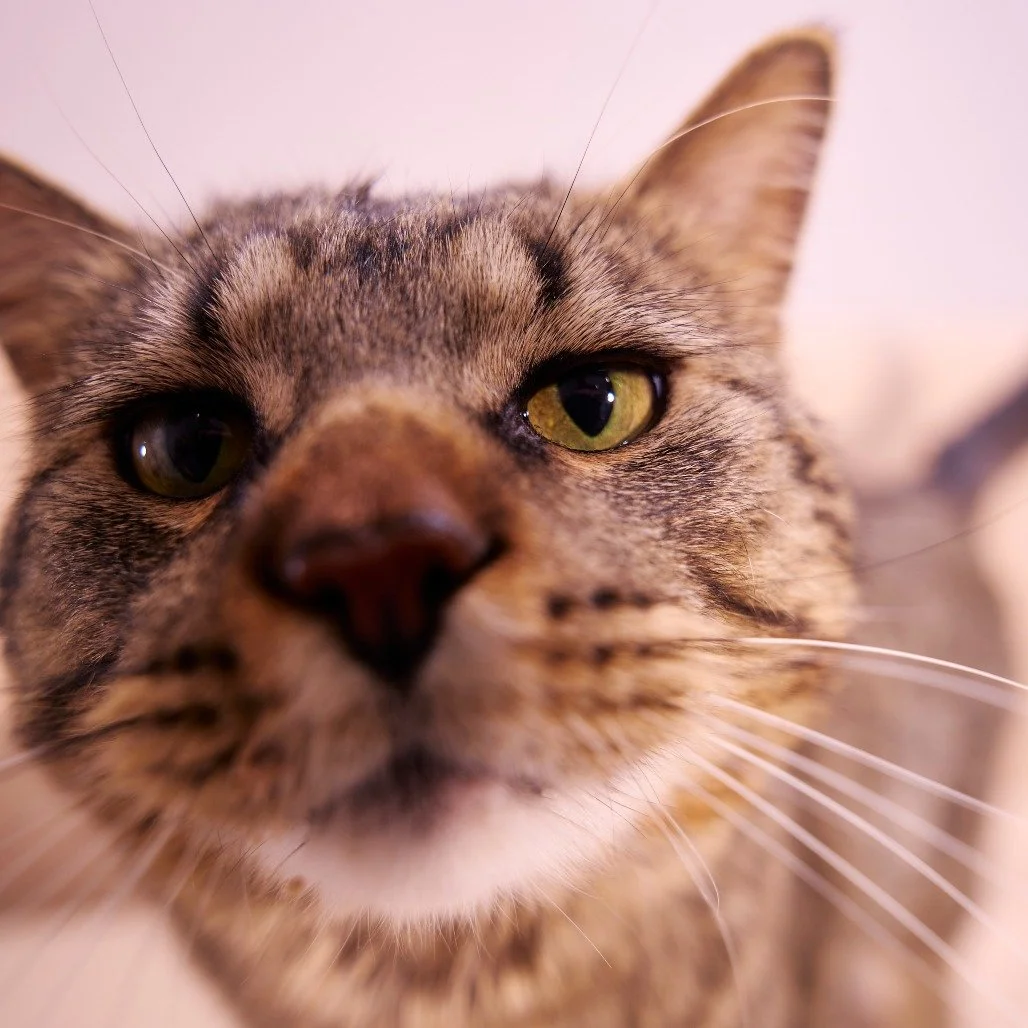 O&rsquo;Tabby McTavish here&hellip; just popping in to boop you and remind you to stop by today! 

We&rsquo;re open from 11 AM&ndash;1 PM with cats ready to meet you and maybe claim you as their own.

If you&rsquo;ve been thinking about adding a cat 