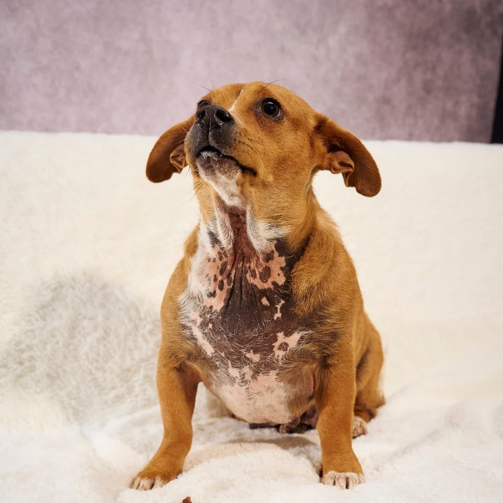 RuPaul may be rocking a slightly different style right now&mdash;but let&rsquo;s be clear: the bald spots? Not her fault. This queen came into rescue with a severe skin infection, and while she&rsquo;s healed beautifully, her coat is still catching u