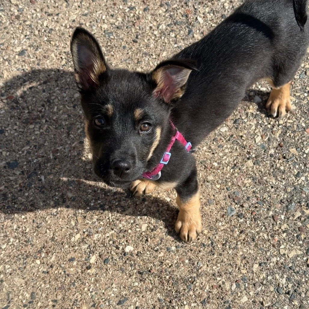 Spring is springing and we think that means it&rsquo;s officially the perfect time to add a puppy to your life. 🌞

So today we need to ask: how are Zoloft and Cymbalta still waiting?

These two 3-month-old Shepherd mix pups are as adorable as they c