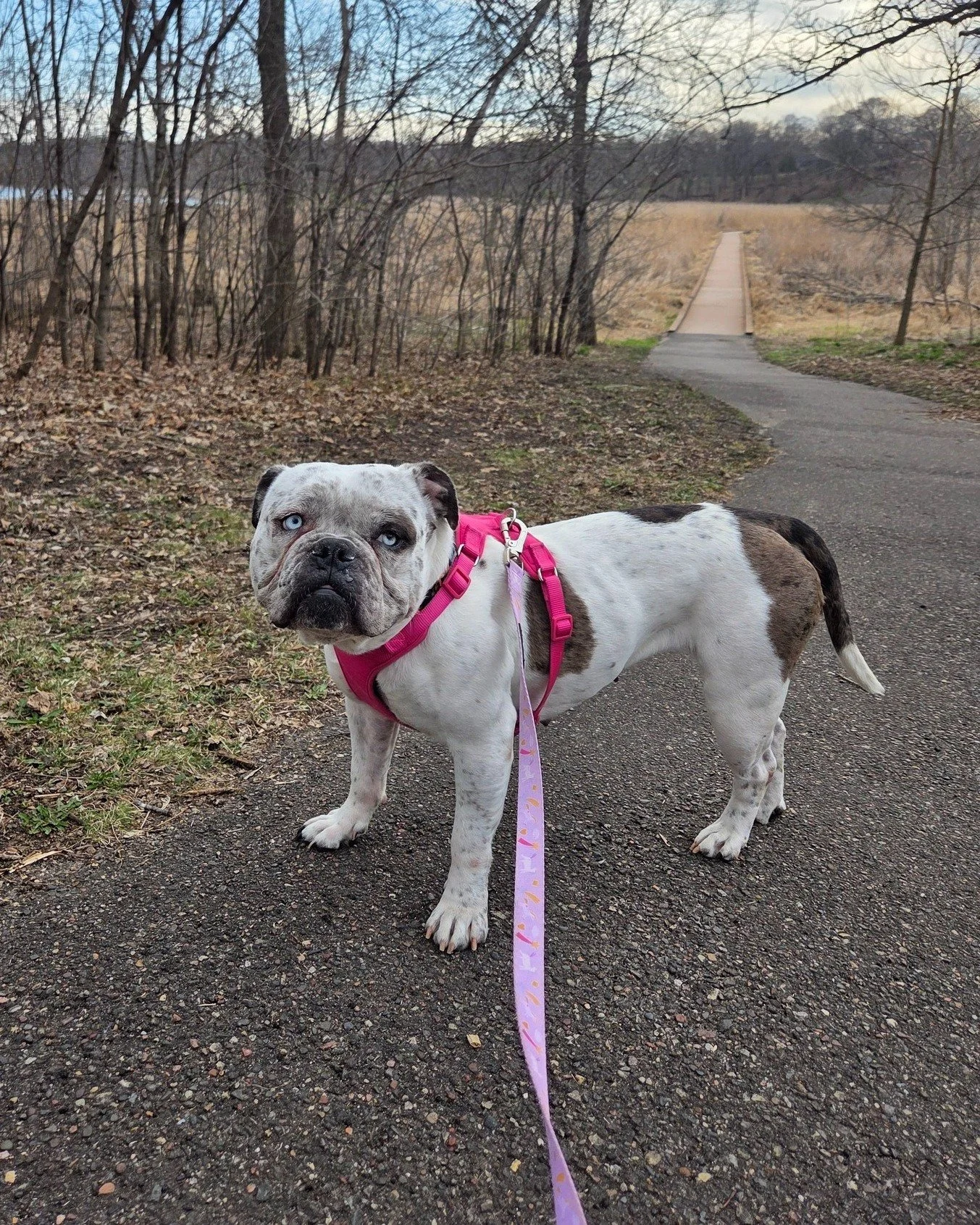 Bertha update 💙

That classic, slightly unamused bulldog expression? It&rsquo;s still there&hellip; but now there&rsquo;s a little glimmer of a smile starting to peek through.

We are nearing two weeks since this girl arrived, and while her face mig