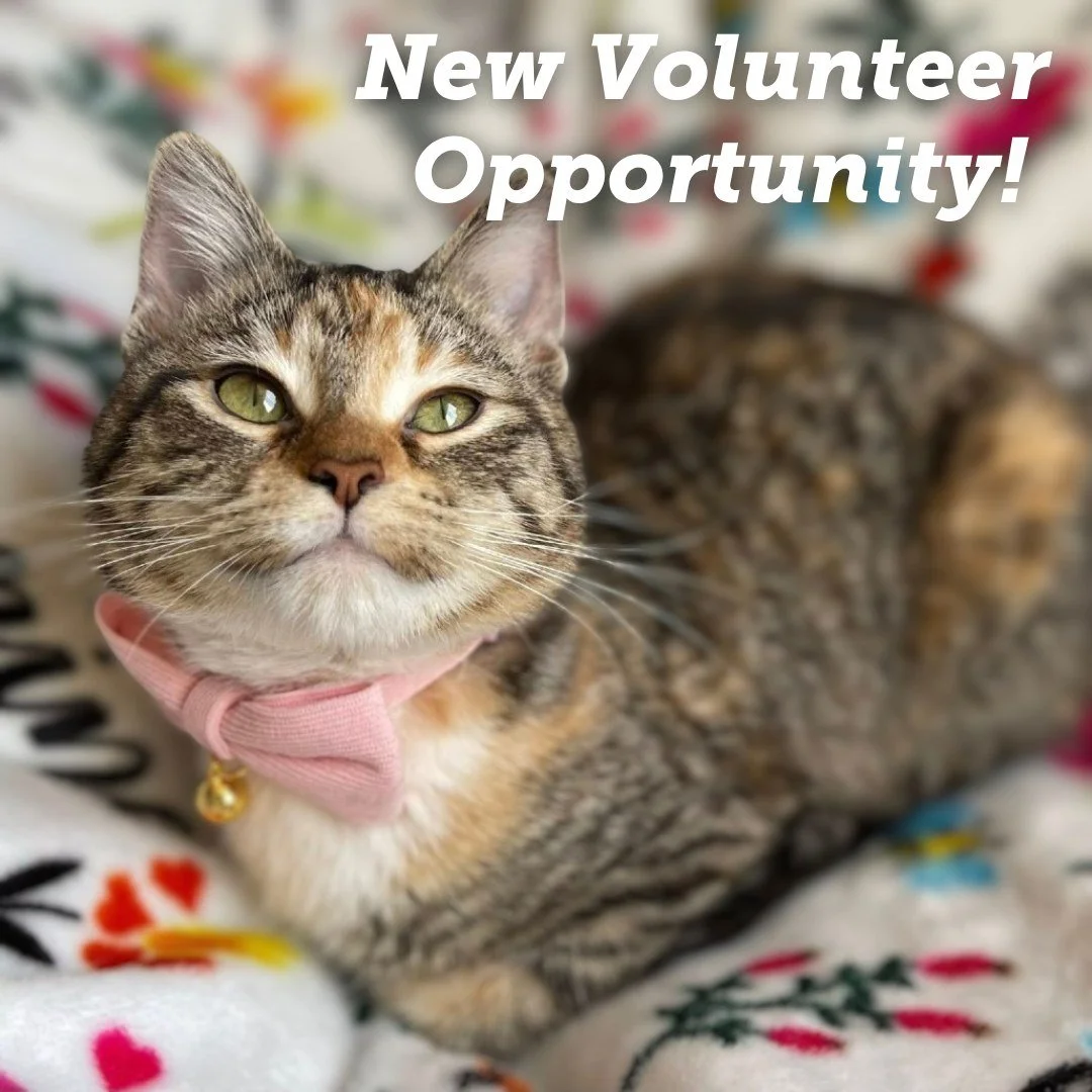 Want to help shape how we connect with our community? 🐾💙

We&rsquo;re launching a Community Outreach &amp; Engagement Committee&mdash;and we&rsquo;re looking for people who love building connections and making an impact.

You&rsquo;ll help:
✨ Grow 