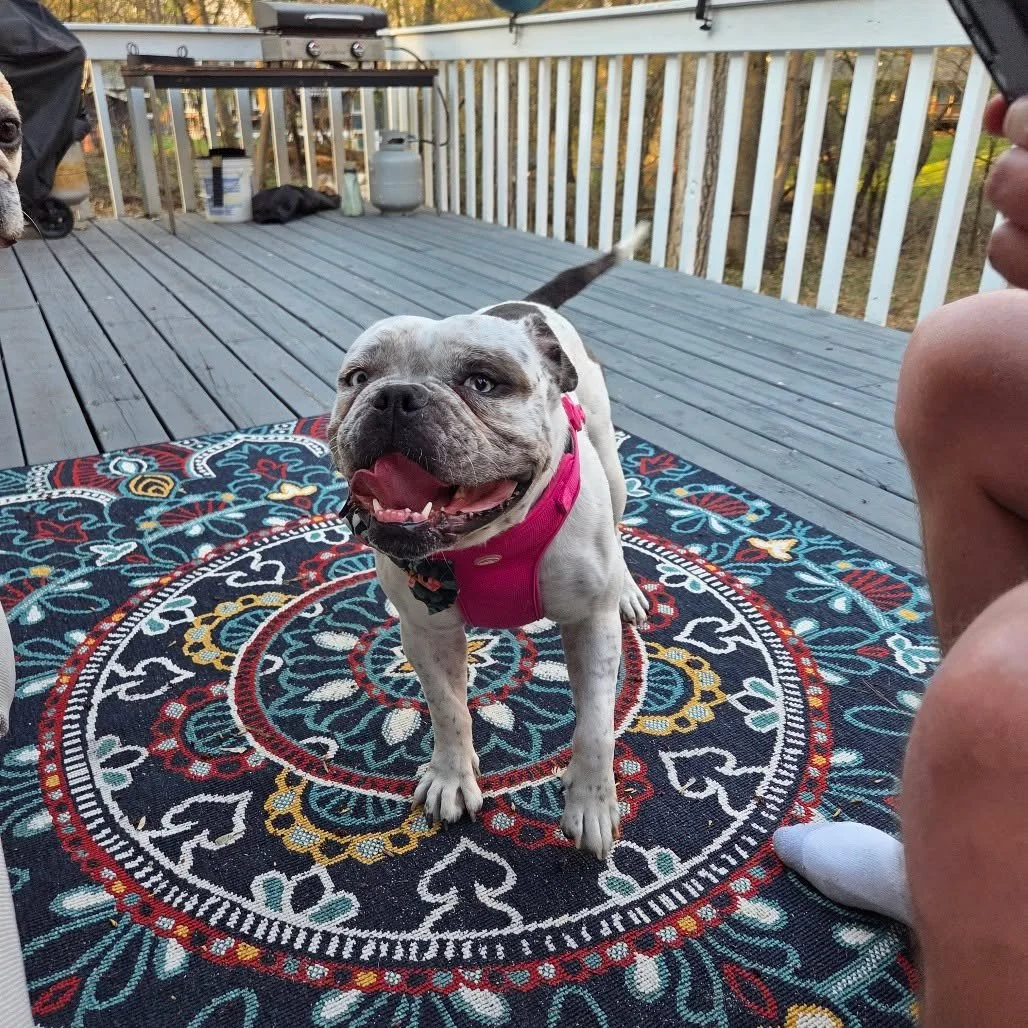 Bertha is smiling. 💙

She's smiling because she knows her people are out there&mdash;and she&rsquo;s ready to meet them!

Just weeks ago, this 55 lb bulldog mix was scared, unsure, and still learning how to &ldquo;dog.&rdquo; Now? She&rsquo;s loving