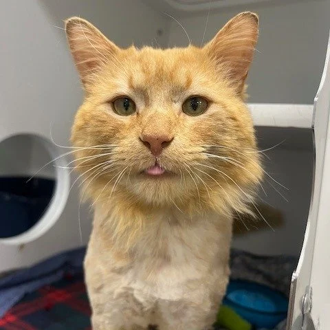 Now Exhibiting: &ldquo;Untitled (but clearly about snacks)&rdquo; by Dandy Lion 🎨🐾
A three-part series capturing the raw emotion, intensity, and undeniable talent of a young artist fully immersed in his craft (&hellip;or, more accurately, thinking 