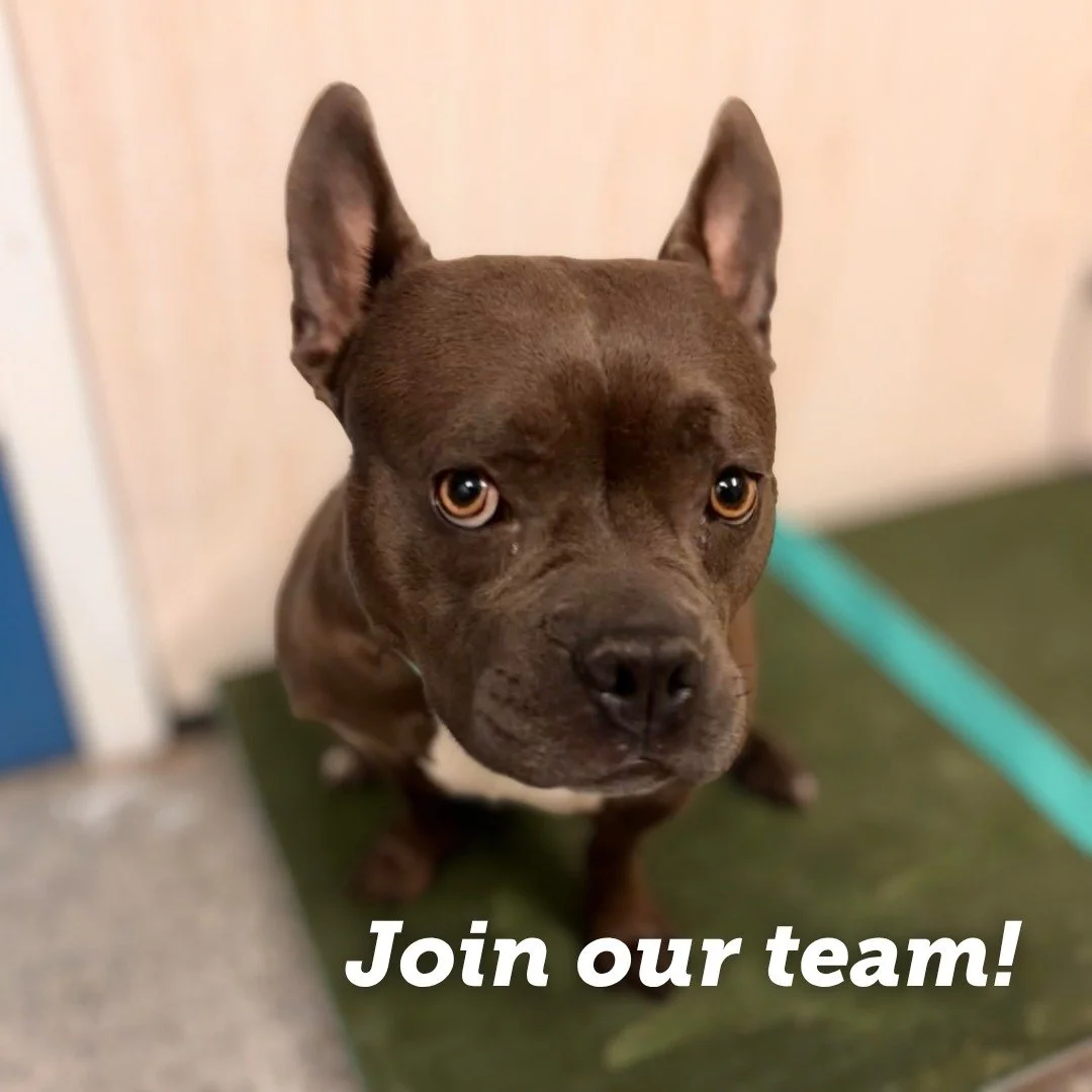 We&rsquo;re hiring 💙🐾

We are looking for a Clinic Supervisor (LVT) to help launch our new veterinary clinic!

This is more than a job. It&rsquo;s a chance to build something from the ground up. You&rsquo;ll lead clinic operations, support surgery 
