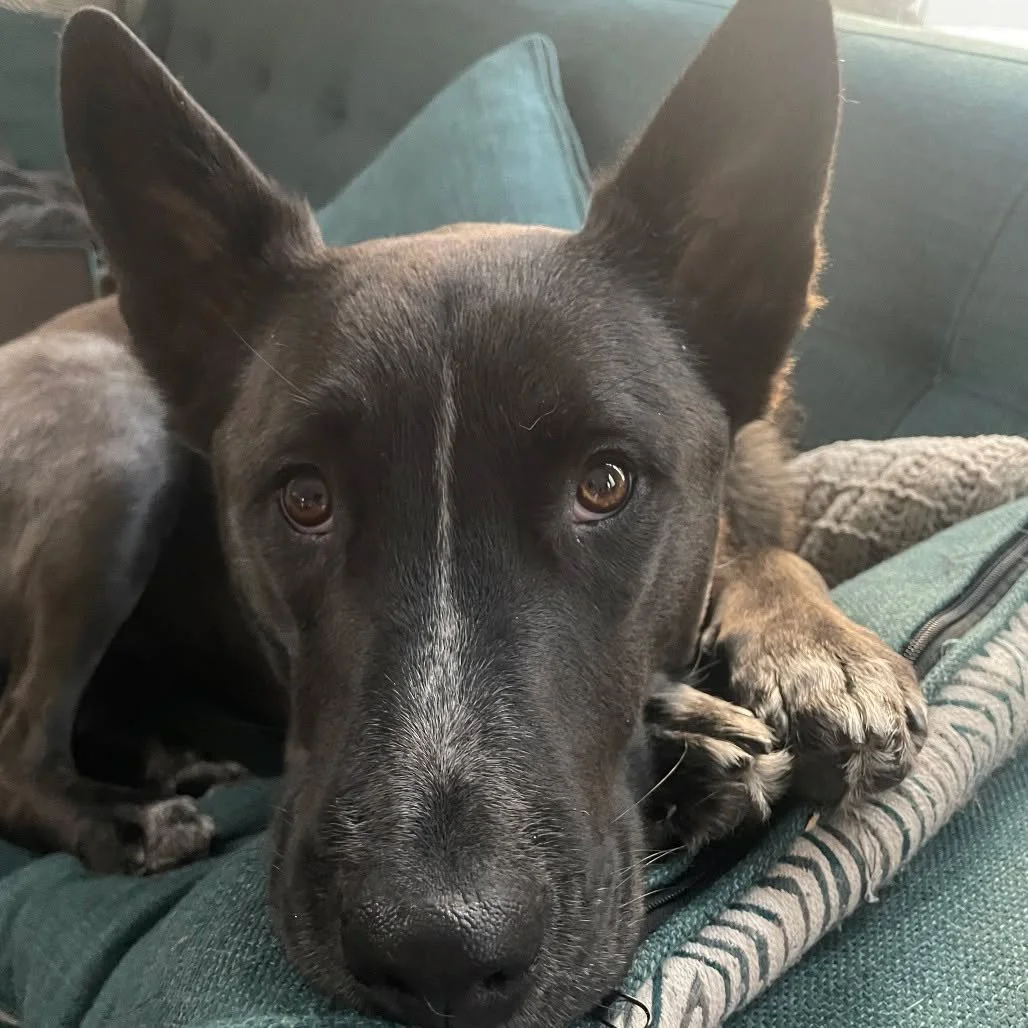 Elsie loves her people&hellip; like, if she could crawl into your skin and be even closer, she probably would 💙

This smart, loyal girl wants to be part of everything you do. She thrives with other dogs, loves to play and learn, and is always ready 