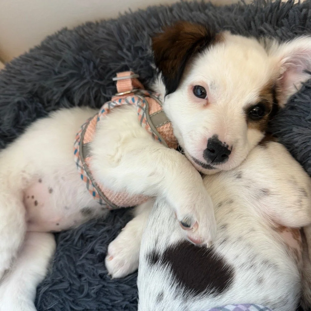 The wildflowers are starting to bloom&hellip; and this one is ready to be picked 💐

Say hello to Wildflower, a happy, playful pup who&rsquo;s making the most of every moment of spring. Whether she&rsquo;s romping around with her siblings, playing wi