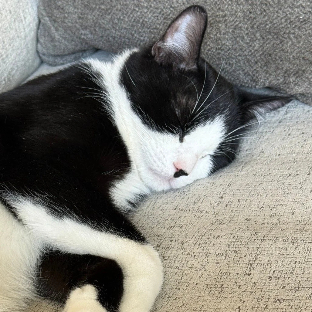 💤 Tommy is currently deciding if this is worth waking up for&hellip; 💤
And honestly, it might depend on whether you&rsquo;re offering snacks or snuggles. 

This tuxedo gentleman has perfected the art of balance&mdash;equal parts calm companion and 