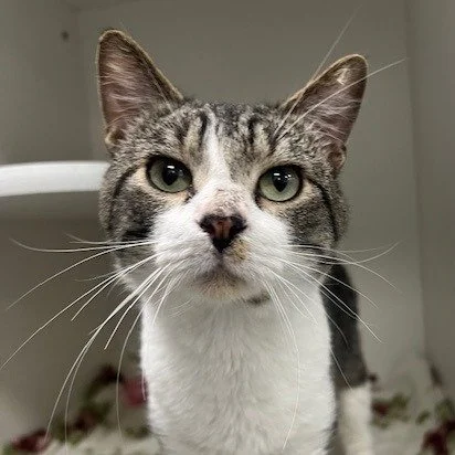 Looking for weekend plans? We&rsquo;ve got two very good reasons to stop by today&hellip; Atlas and Albacore 😸

These two are currently hanging out at the center and would love to meet you during Open Hours. Whether you&rsquo;re ready to adopt or ju
