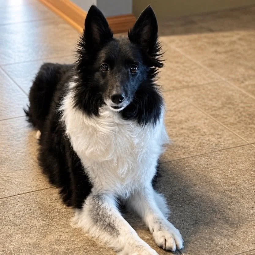 Some dogs don&rsquo;t come in loud and wiggly&hellip; some come in soft, quiet, and waiting for someone to notice them. 💙

Twinkie is an 8-year-old Sheltie with the gentlest soul. After life in a commercial breeder setting, she&rsquo;s just starting