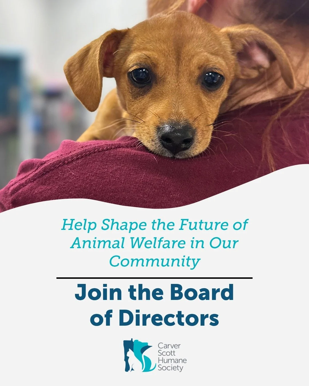 We&rsquo;re building what&rsquo;s next&mdash;and we want you at the table. 🐾💙

CSHS is growing in a big way (hello, new Hopkins facility 👀), and we&rsquo;re looking for passionate, engaged leaders to join our Board of Directors.

This is a hands-o