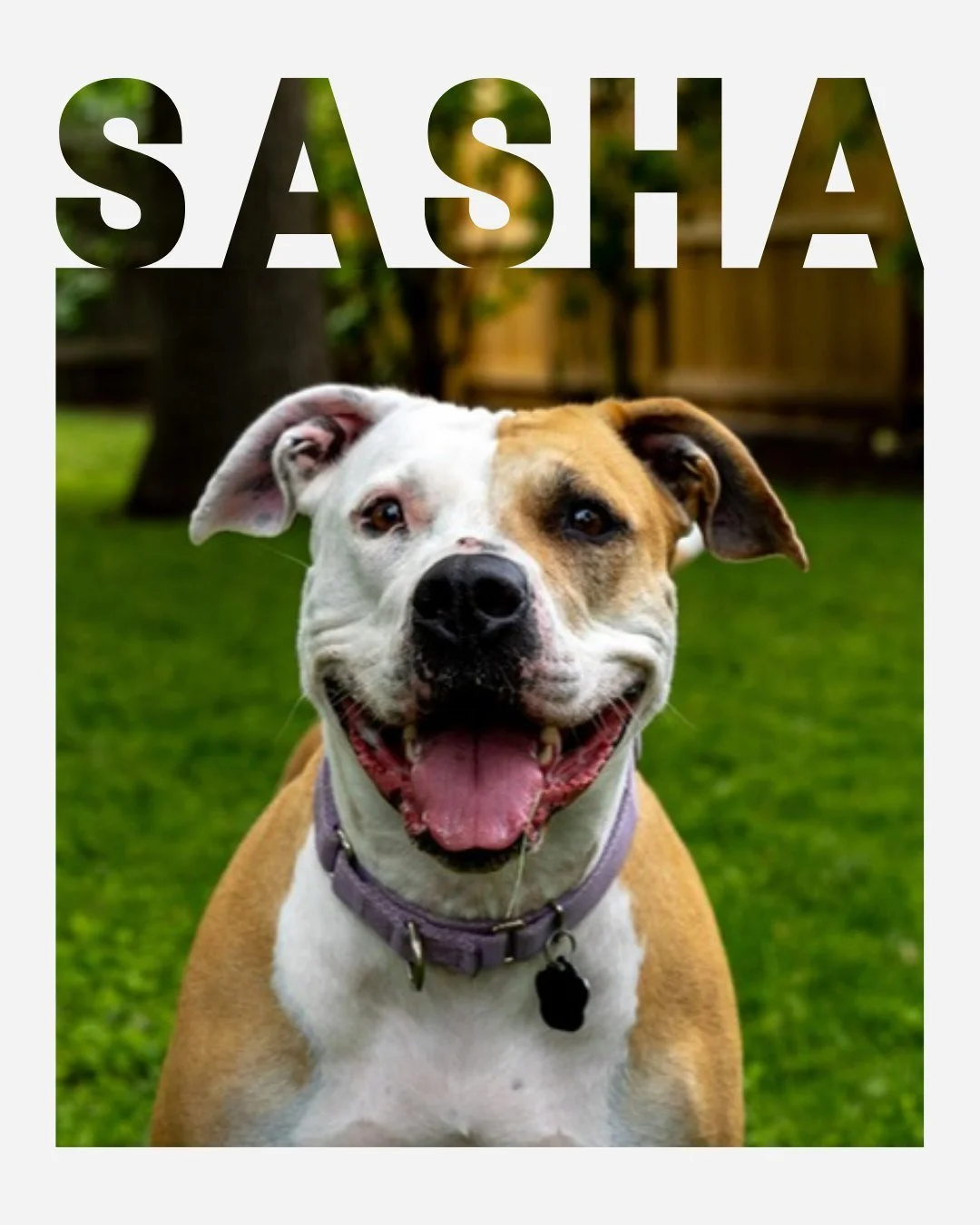 481 DAYS LATER... SASHA IS ADOPTED! 🎉🐾

Sasha is the ultimate proof of what happens when a community refuses to give up. Her journey is a massive victory for rescue from all sides!

We'd like to take a moment to look at the incredible village it to