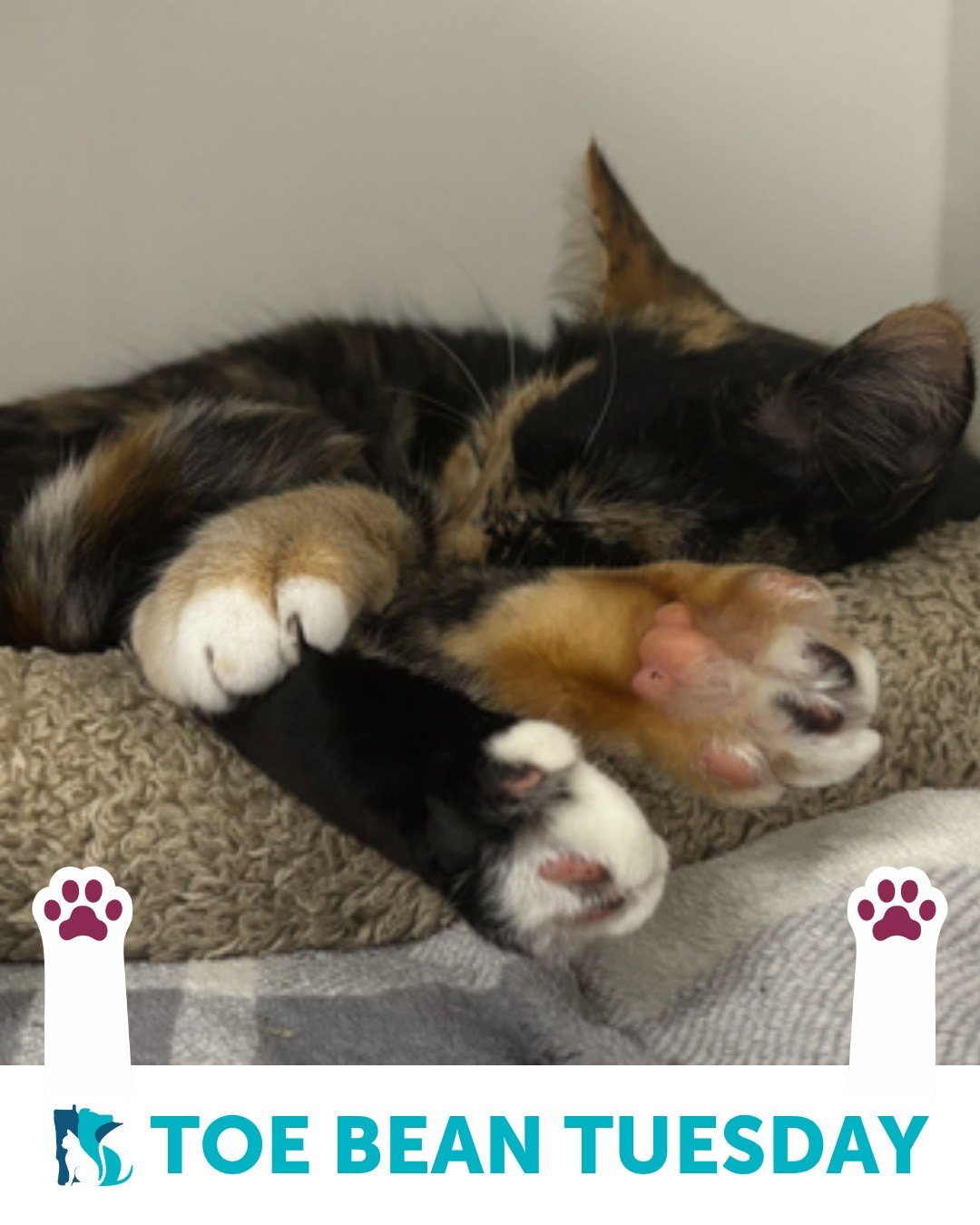 We&rsquo;re back with a new name and your weekly dose of exclusive paw-tent 👀

Happy Toe Bean Tuesday!

This week&rsquo;s featured toe beans belong to a few our recent cat intakes: Socks, Boots, Portobello, Dante, Dakari, and Carrot.✨

Same time nex
