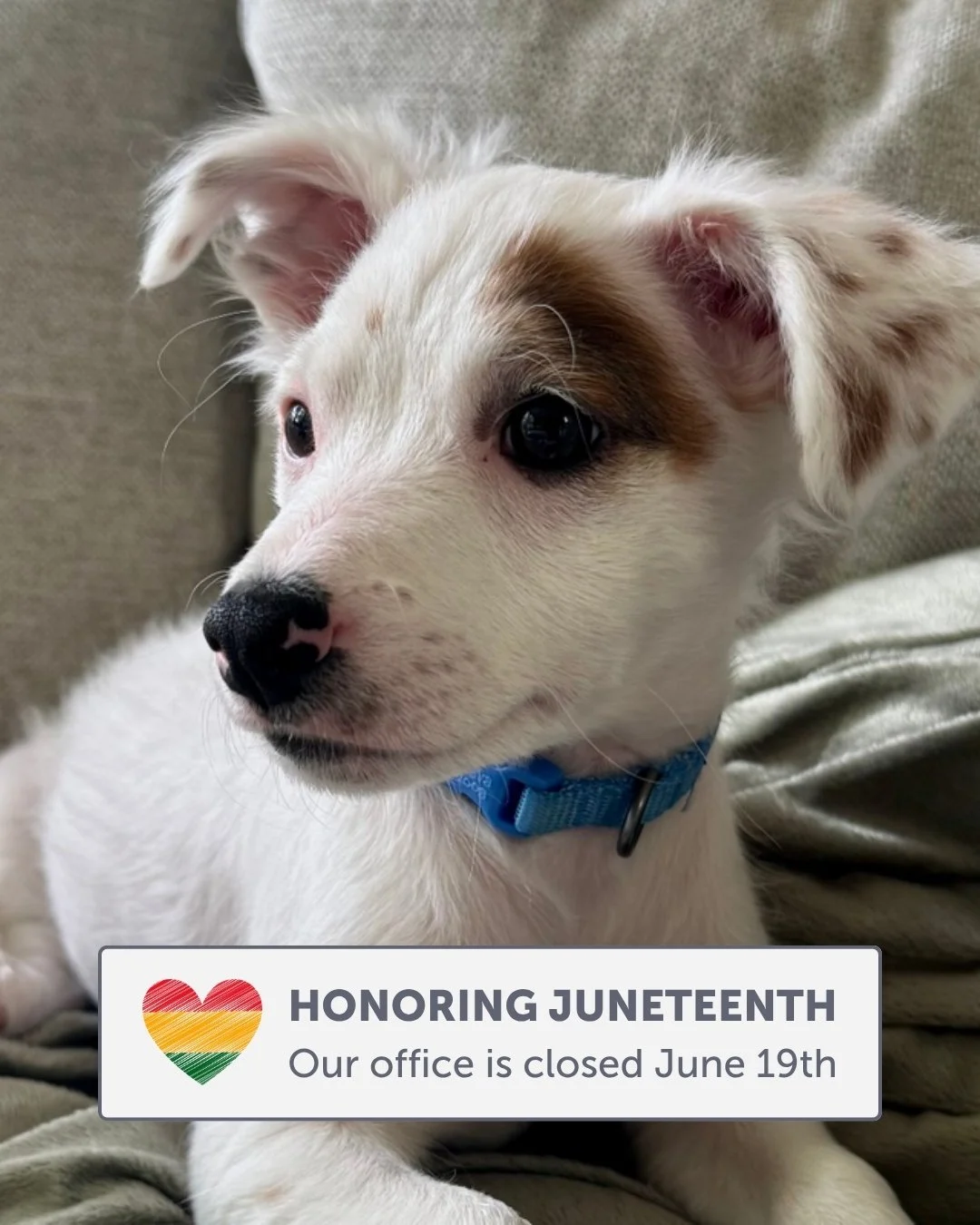 In observance of Juneteenth, our office will be closed today, Friday, June 19th, 2026. We will return to normal business hours on Monday, but we look forward to seeing everyone at our moving sale tomorrow!

#CSHS #Juneteenth