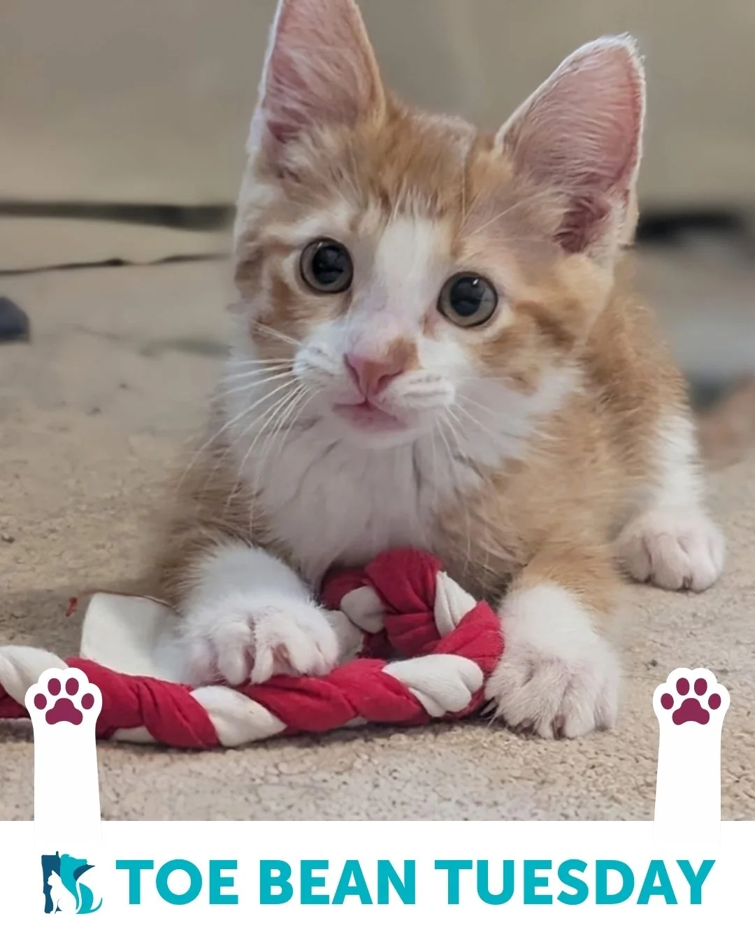 We&rsquo;re back with your weekly dose of exclusive paw-tent 👀

Happy #ToeBeanTuesday! 🐾

This week&rsquo;s featured beans belong to an adorable crew of felines (plus one very lucky pup!):
✨ Yates, Coriander, Marita, Clove, Hambone, Cayenne ✨

Same