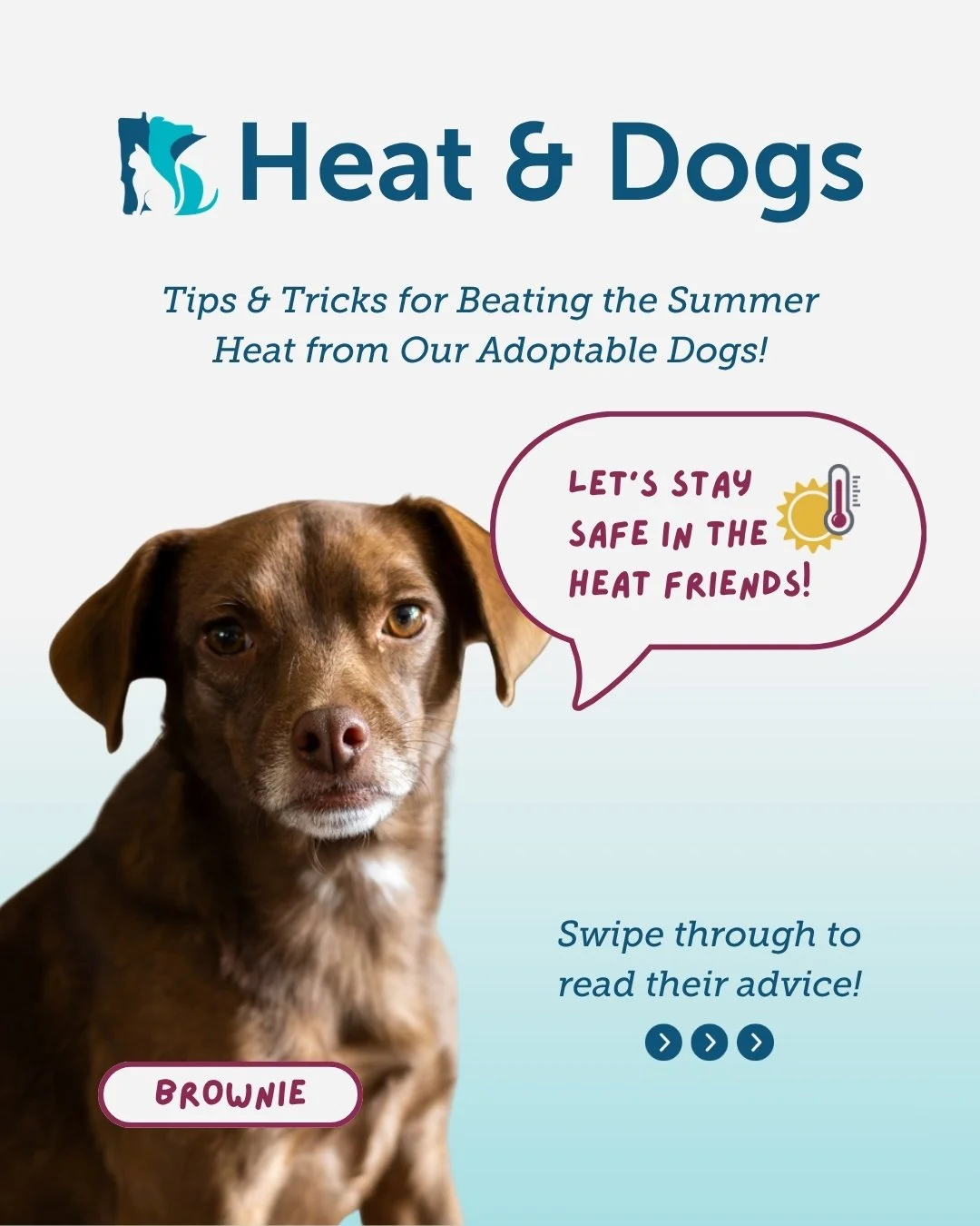Summer is in full swing, and our adoptable residents want to make sure you and your pups stay safe in the heat! ☀️🐶 Swipe through for their top tips!

Every dog featured in these slides is currently looking for a cool couch to crash on. View our ava