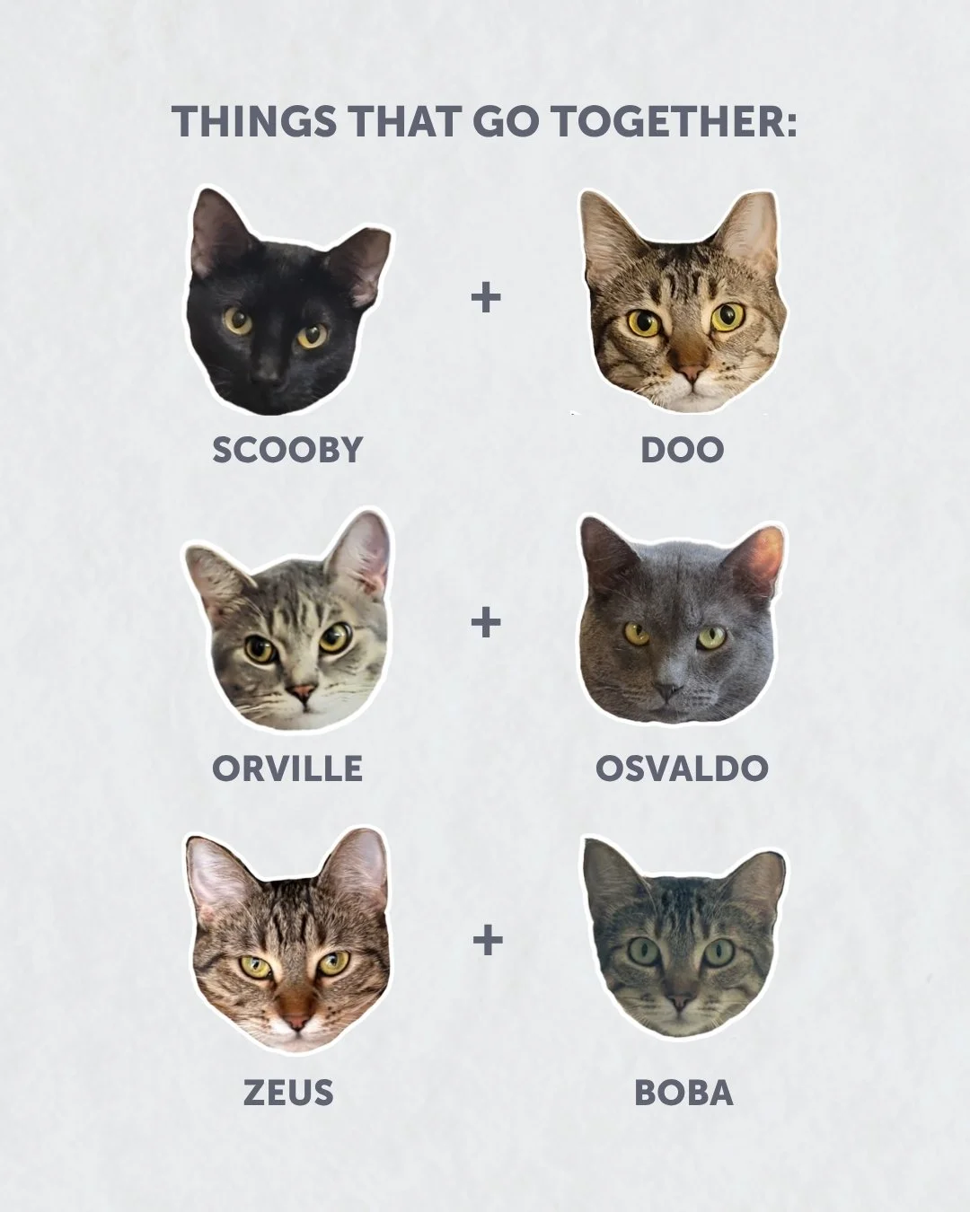 Double the cats, double the love!

Looking for a dynamic duo to complete your home? Some things are just better in pairs, and these three bonded duos are proof that the best things in life come in twos.

✨ Scooby and Doo: A pair full of playfulness a