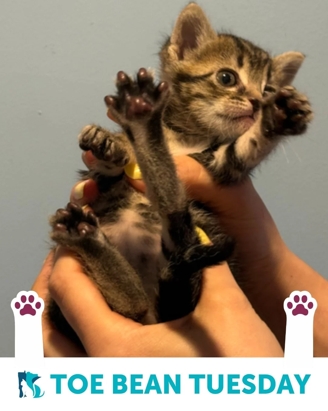 We&rsquo;re back with your weekly dose of exclusive paw-tent 👀

Happy #ToeBeanTuesday! 🐾

This week&rsquo;s featured beans belong to:
✨ Butter, Jam, Toast! ✨

You might remember these three from a video we posted a few weeks ago! When they first ca