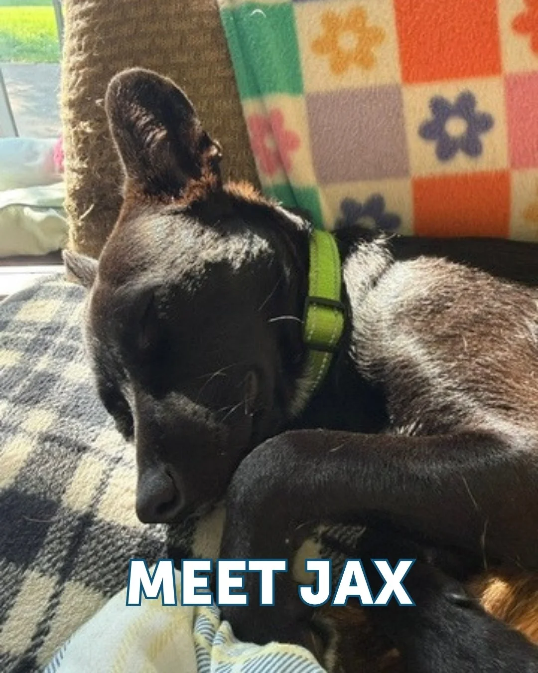 Meet Jax! 🐾

Jax is one of our overlooked black dogs we featured last week, and we can&rsquo;t understand why he&rsquo;s still waiting! At 6 months old, this sweet boy is amazing with dogs and cats, loves to play, and is a professional cuddler.

Jax