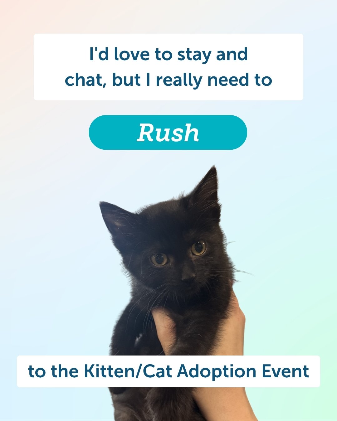 You need to Rush, Hurry, Dart, Bolt, Sprint, and Speed over to our cat and kitten adoption event! 💨✨

Our wonderful foster cats and kittens are making a special public appearance, and they are ready to steal your heart. 🐾❤️

📅 Event Details:
When: