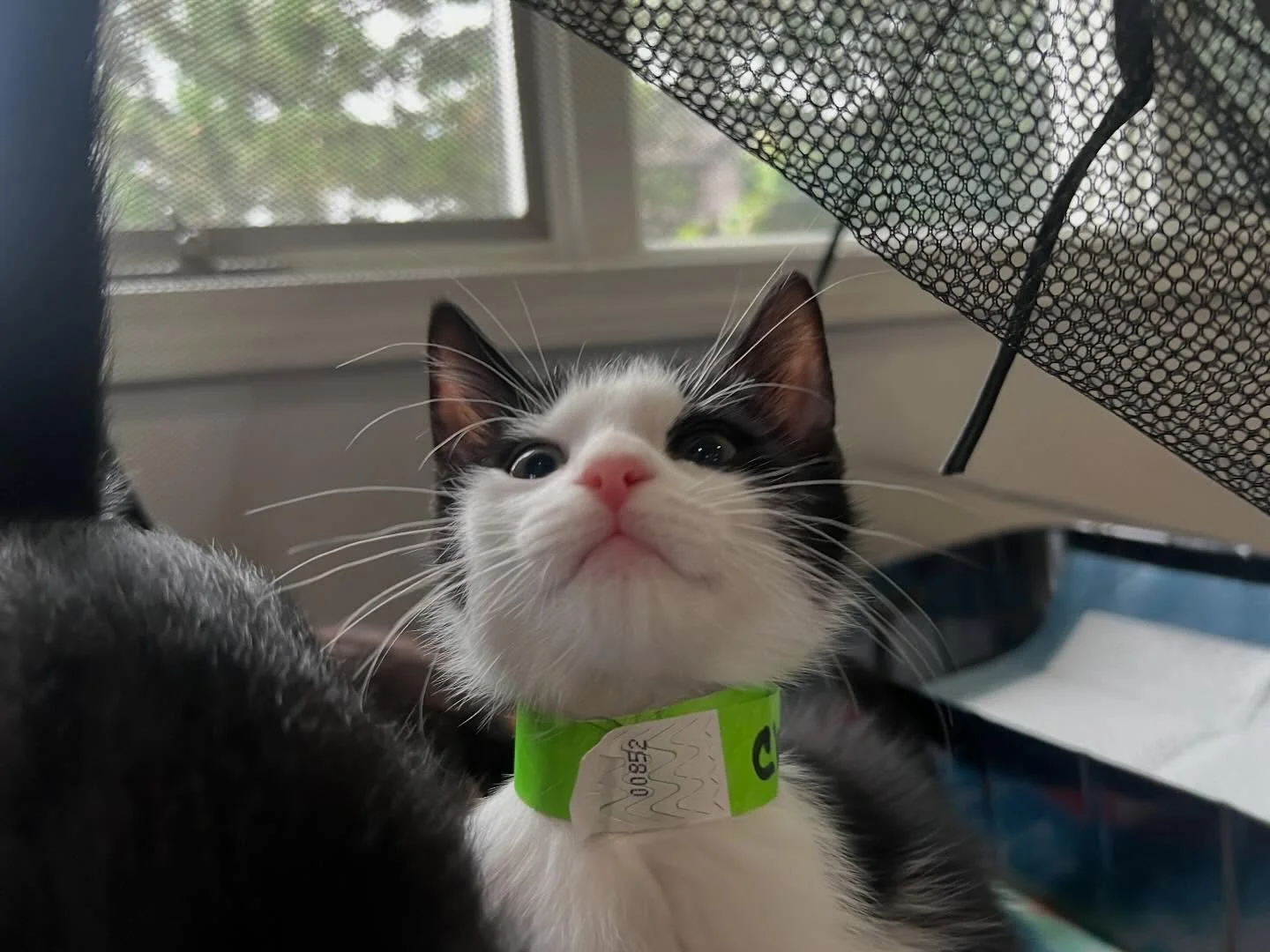 Are you coming for them!? Can one of these beauties make your life complete? 🎶 Adoption Event today at Chaska Veterinary Hospital! 11am-1pm! 🎉 Come find your newest love! 💕 #adoption #adoptionevent #cats